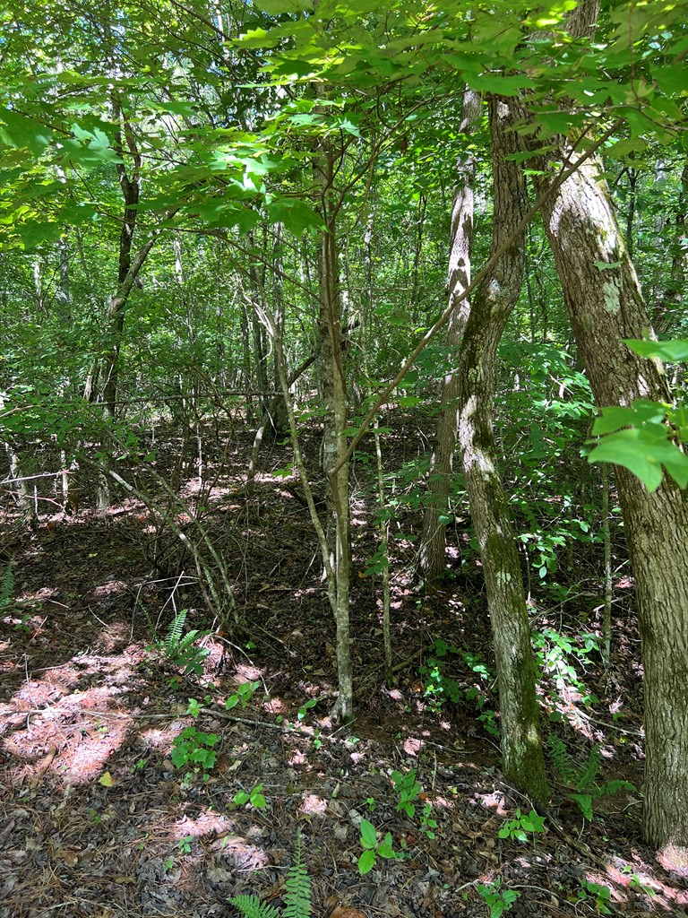 56 acres Old Hwy 5s, Talking Rock, GA 30175 - Image #3