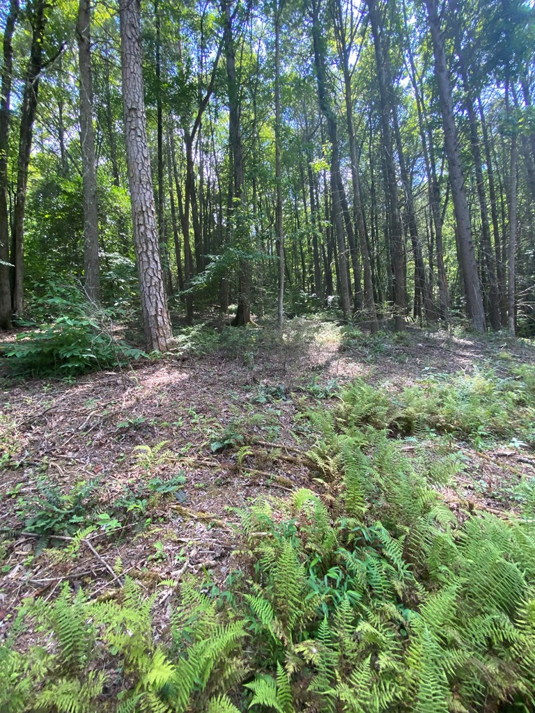 Address Withheld By Seller, Blue Ridge, GA 30513 - #2