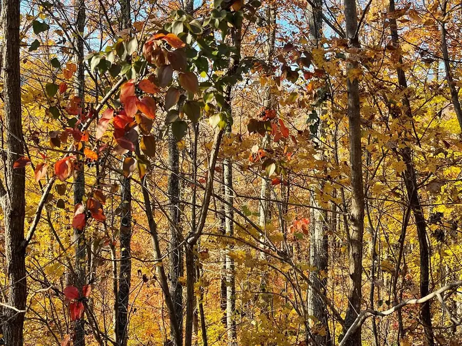 39M 40M Ridges Overlook, Hayesville, NC 28904 - Image #2