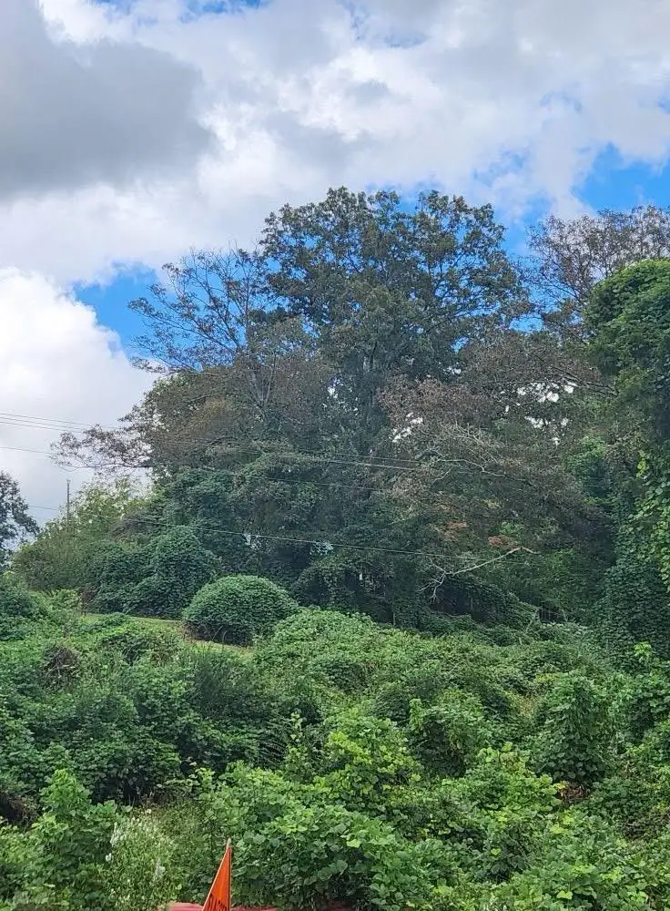 833 Blue Ridge Dr/hwy 5, McCaysville, GA 30555 - Image #1