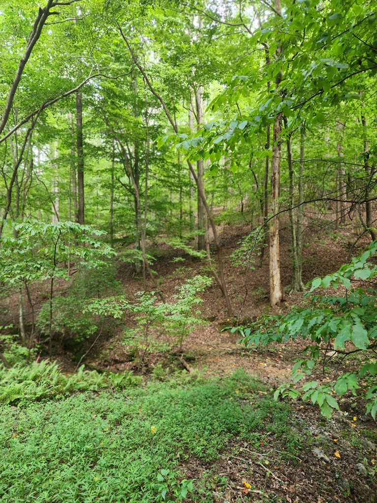 Lot 133 Shiloh Court, Ellijay, GA 30540 - #3