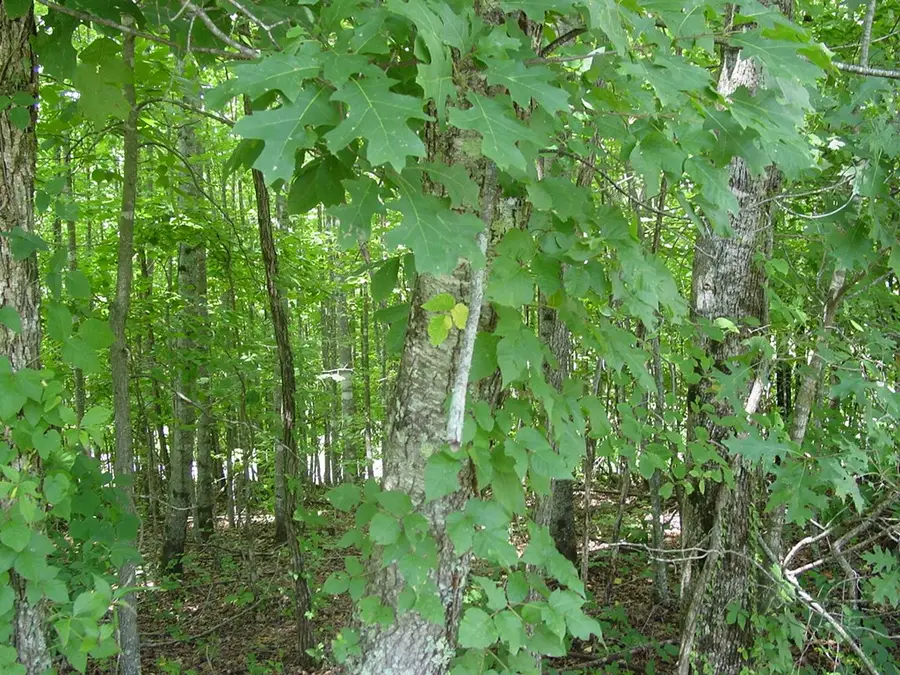 #13 Dan Knob, Hayesville, NC 28904 - #3