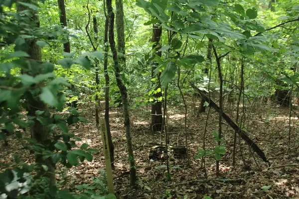 Lot 20 Skid Strip Lane, Hayesville, NC 28904