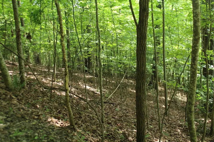 Lot 20 Skid Strip Lane, Hayesville, NC 28904 - Image #3