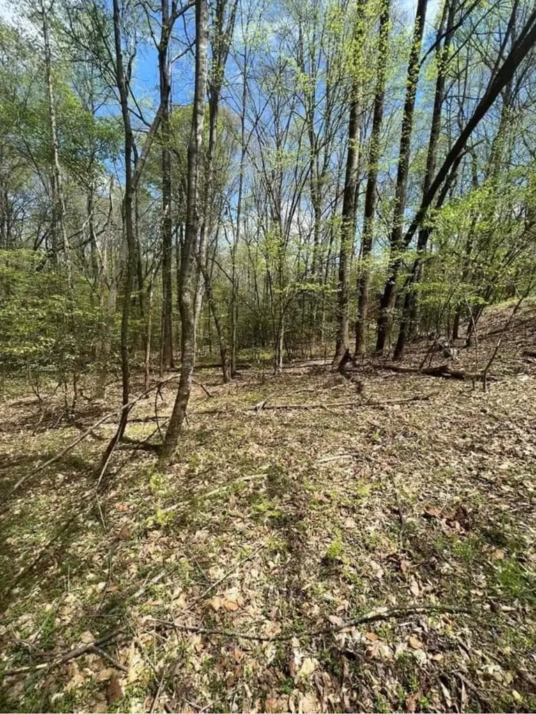 0 Holly Court, Ellijay, GA 30536 - Image #3