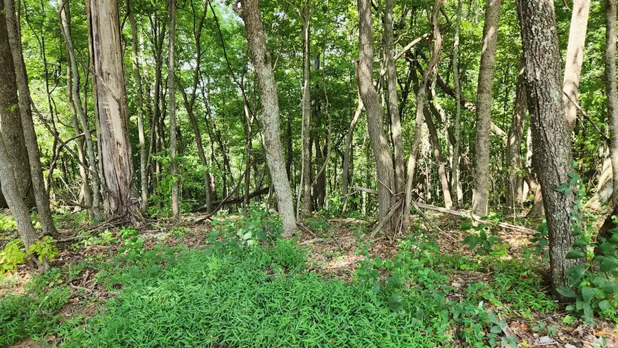 Lot 32 Calvender Road, Turtletown, TN 37317 - Image #2