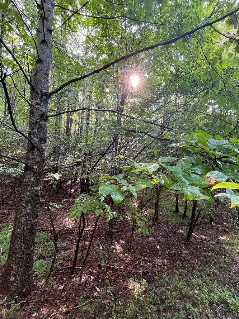 Lot 45AC Ash Branch Circle, Hayesville, NC 28904 - Image #3