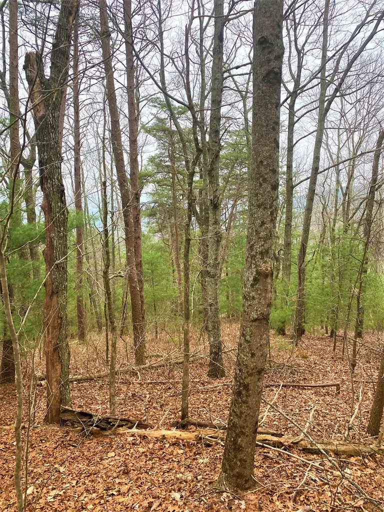 7 Lot Brushy Top Drive, Chatsworth, GA 30705 - Image #2