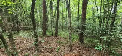 Lot 36A Old Mill Pond Road, Mineral Bluff, GA 30559 - Image #3