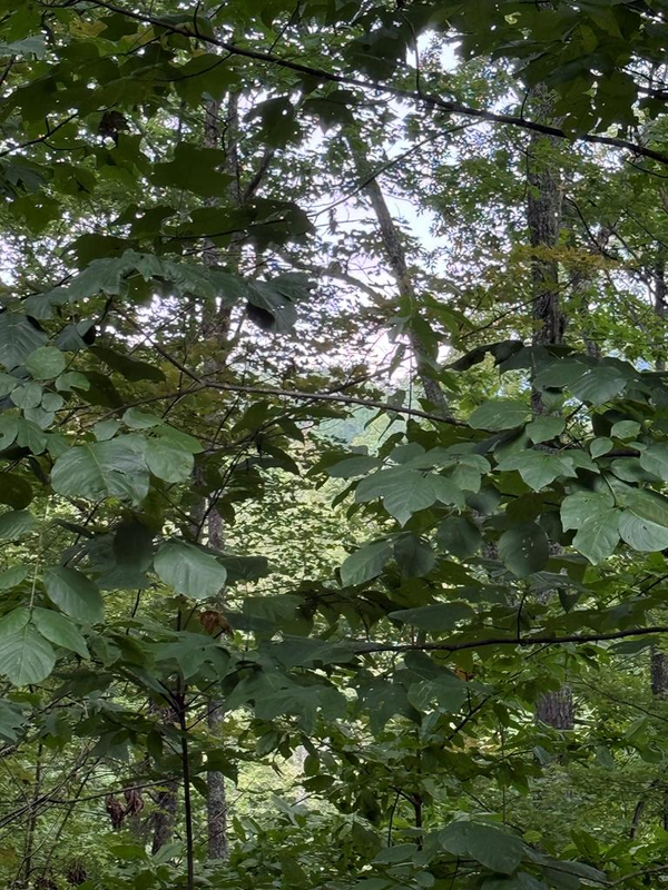 TRACT 4 Morgan Ridge Drive, Young Harris, GA 30582