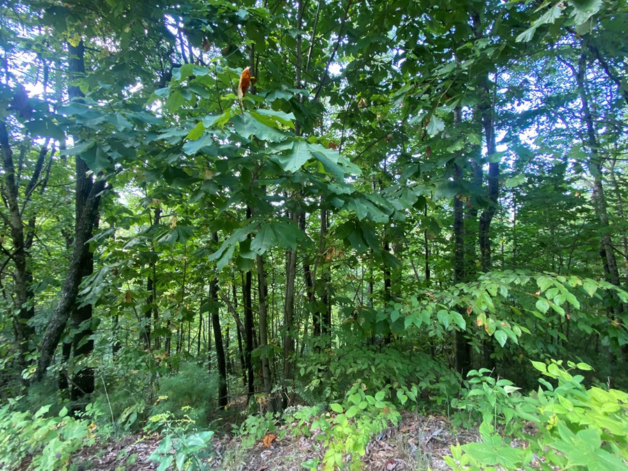 Lot 45 Big Secret Ln, Murphy, NC 28906 - Image #2