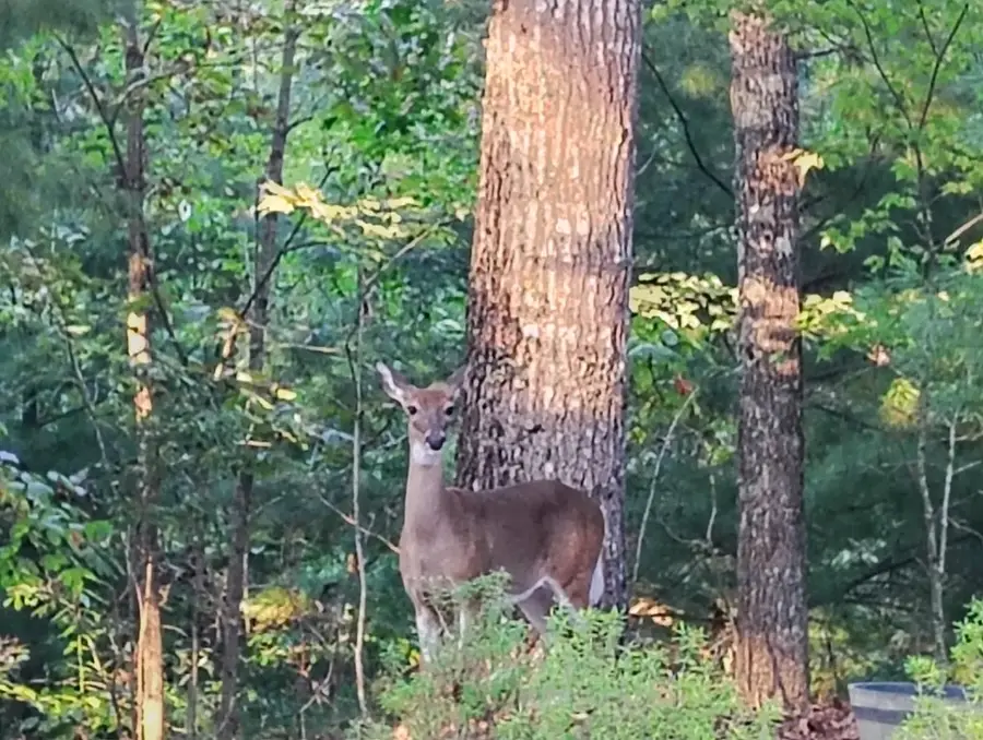 13 Reserve Estates Lane, Murphy, NC 28906 - Image #2