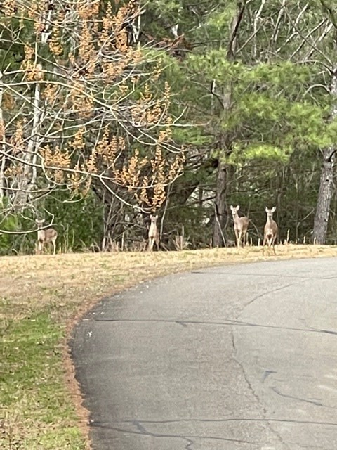 LT 54 Honeysuckle Way, Ellijay, GA 30540 - Image #2