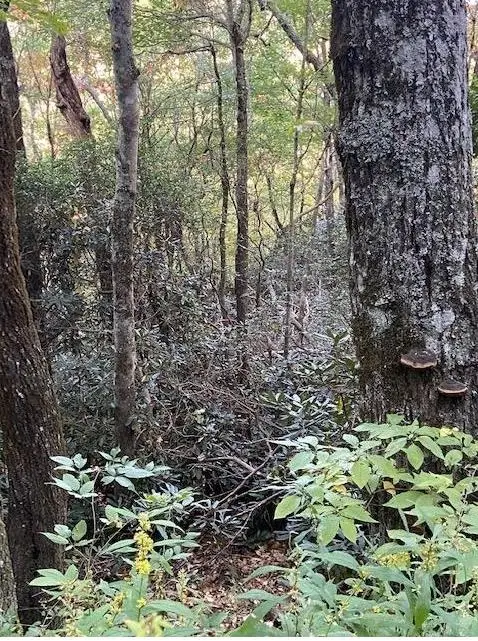 5 Knob Hill, Sky Valley, GA 30537 - Image #1