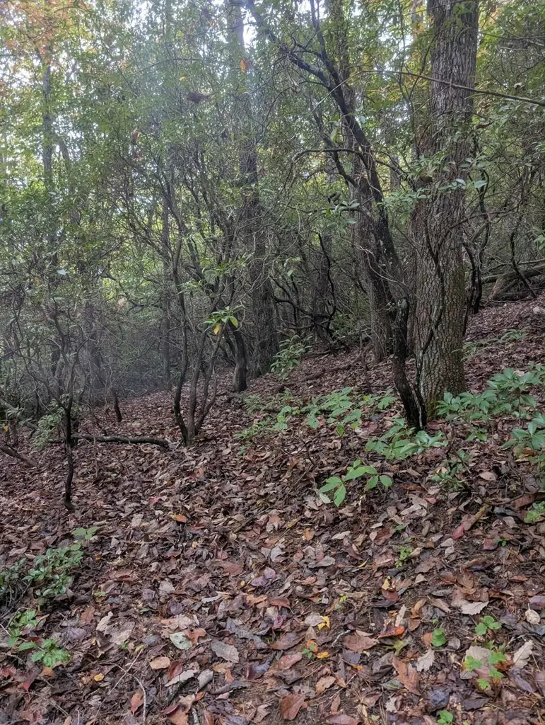 5.47 Ac Sierra Run, Blairsville, GA 30512 - Image #2