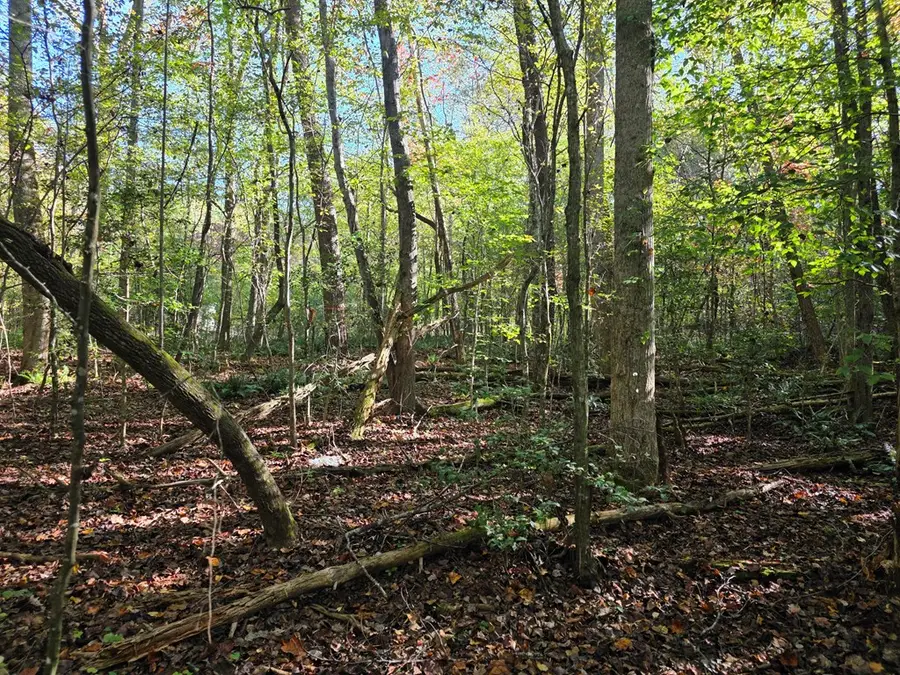 0 Garrett Branch Circle, Ellijay, GA 30540 - Image #3