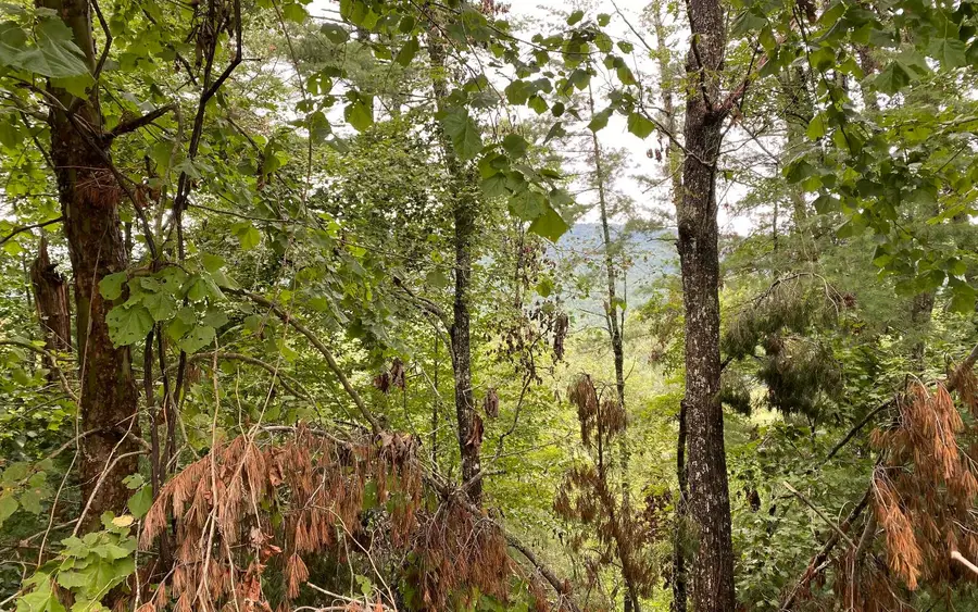 Lot 55 Laurel Trail, Suches, GA 30572 - Image #3