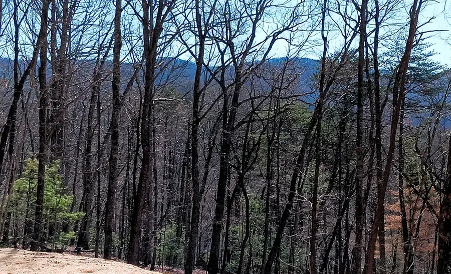 Lot 1A Colbert Mountain Road, Blue Ridge, GA 30513 - Image #2