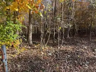 0 Julius Bridge Road, Ball Ground, GA 30107 - Image #3