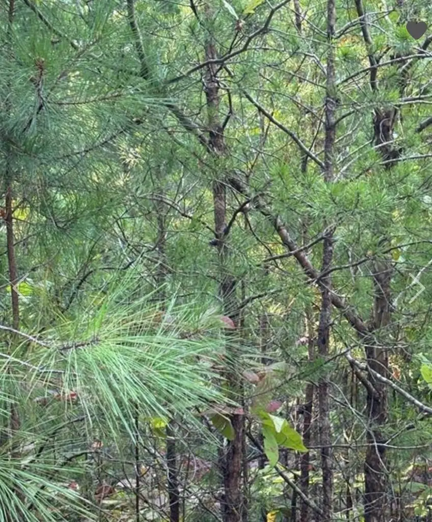 18 Skyline Drive, Braswell, GA 30153 - #3