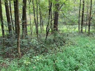 Lot 52 Llama Lane #52, Ellijay, GA 30540 - Image #3
