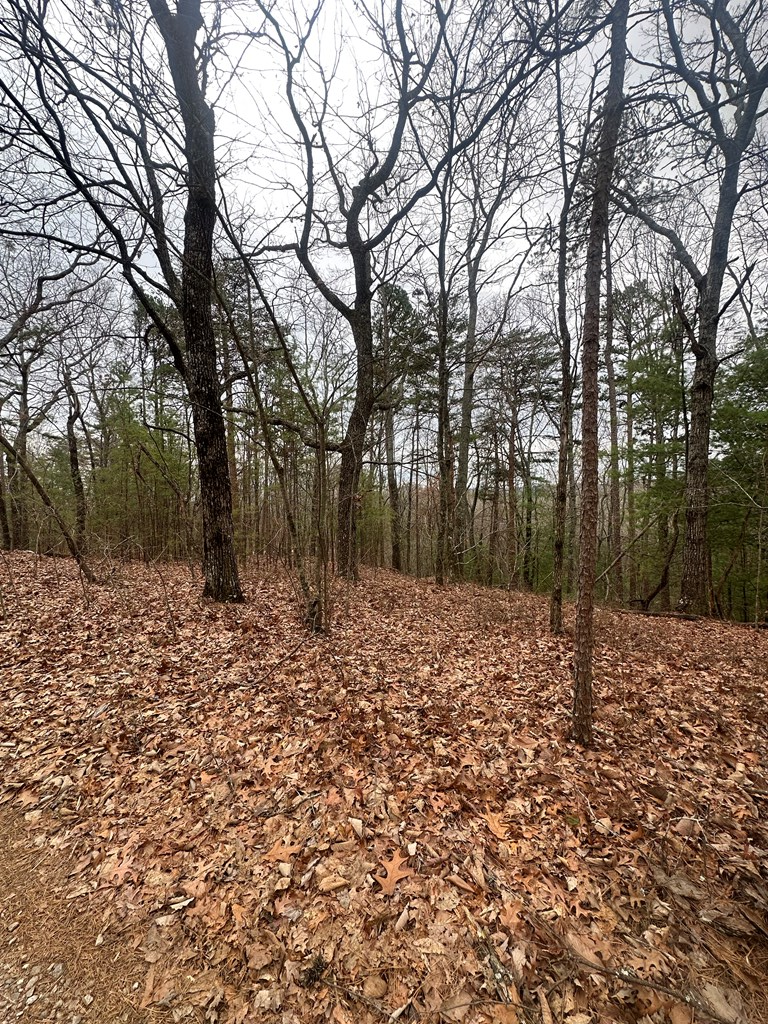 0 Sheila Drive, Ellijay, GA 30540 - Image #2