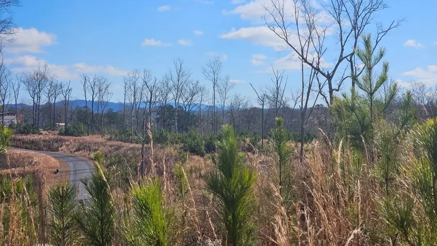 Lot 197 Oak Wood Lane, Ellijay, GA 30540 - Image #3