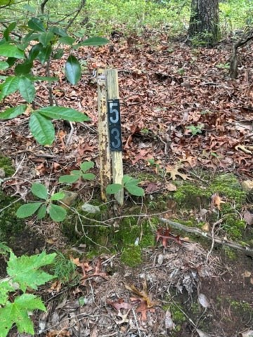 10.96 Ac Paramount Trail, Ellijay, GA 30536 - #3