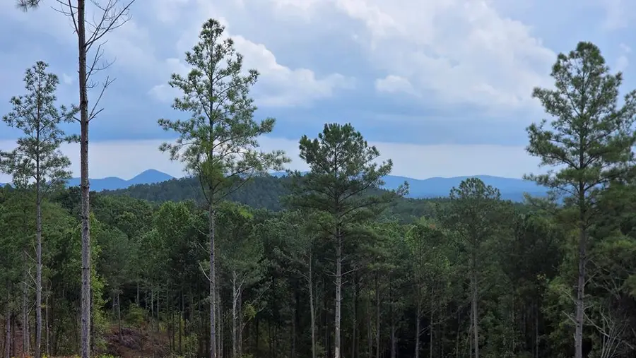 31 Springfield Parkway, Ellijay, GA 30540 - Image #3