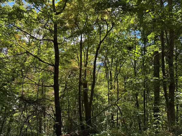 #13 Burnt Leaf Lane, Hayesville, NC 28904