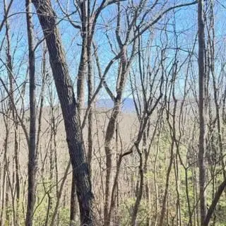 NA Pettit Ridge Road, Ellijay, GA 30540 - #3