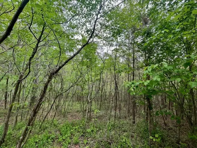 Lot 28 Eastside Drive, Ellijay, GA 30536 - #3