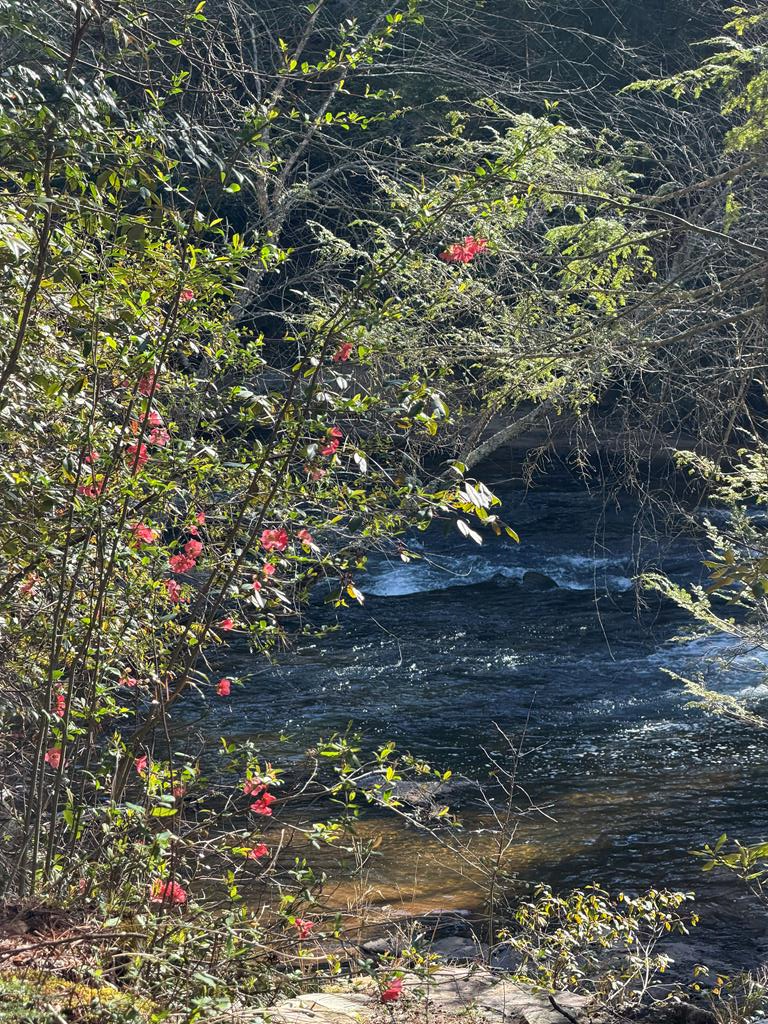 5 Acres Frogtown Place, Dahlonega, GA 30533 - #1