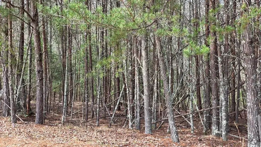Lot 25 Pine Log Circle, Warne, NC 28909 - #3