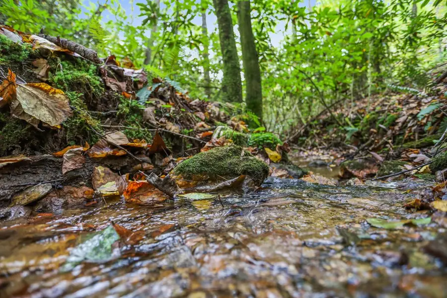 487 Walkabout Creek Road, Morganton, GA 30560 - #3