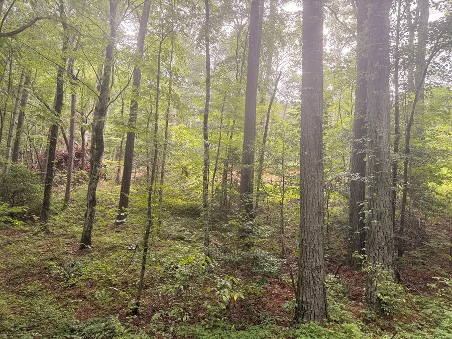 1765 Nugget Lane, Ellijay, GA 30540 - #3