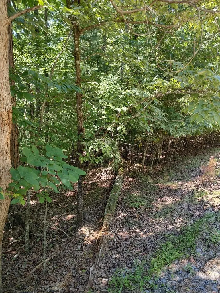 Lot 853 Matrix Lane, Ellijay, GA 30540 - #2
