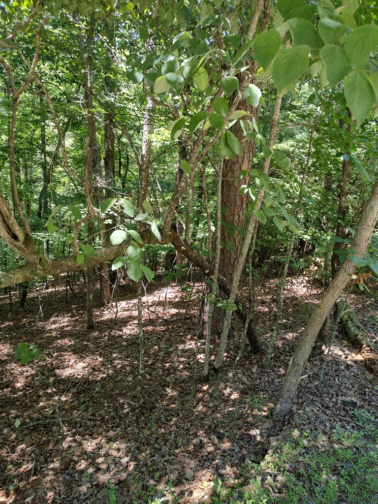 Lot 853 Matrix Lane, Ellijay, GA 30540 - #3