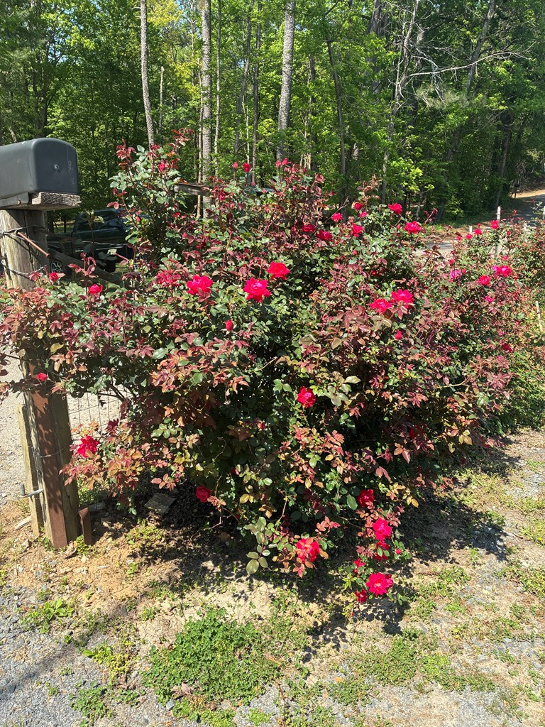 407 Knight Drive, Ellijay, GA 30540 - #2