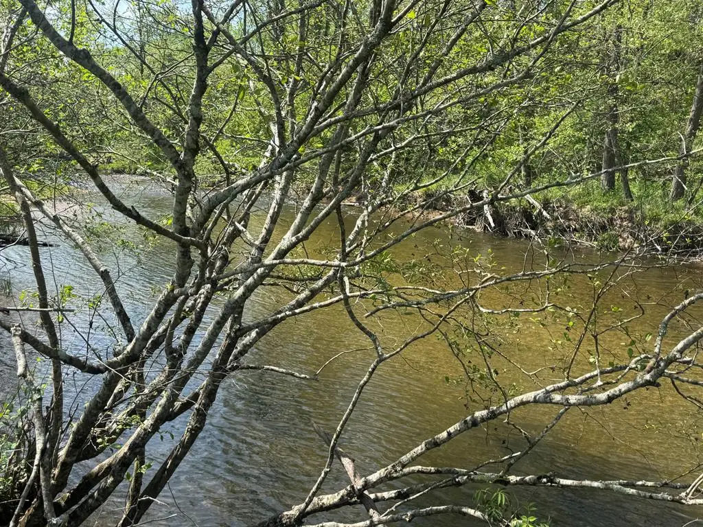 Lot 25 White Pine Trail, Suches, GA 30572 - #1