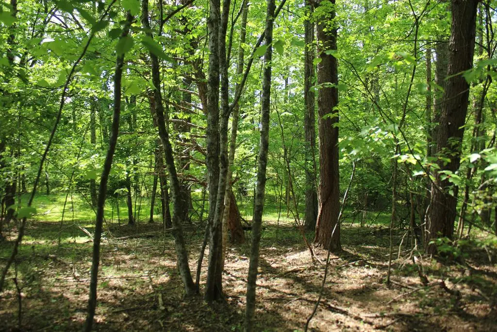 46 Chatuge Lane, Hayesville, NC 28904 - #1