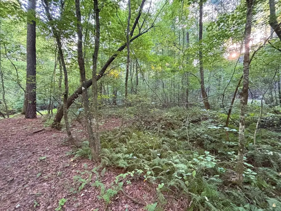 443 Mt. Springer Road, Ellijay, GA 30540 - #2