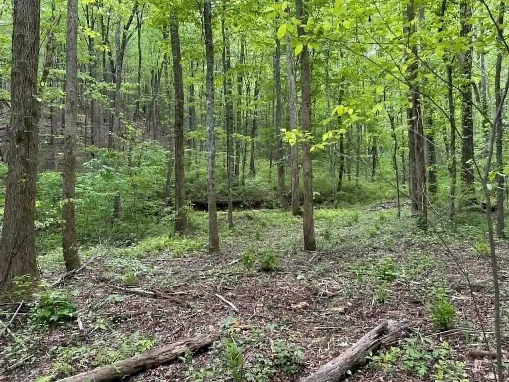 TR 1 Pleasant Hill Trail, Ellijay, GA 30540 - #1