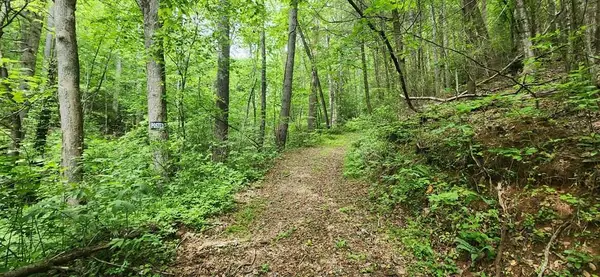 13 Acres Goose Island Road, Ellijay, GA 30540