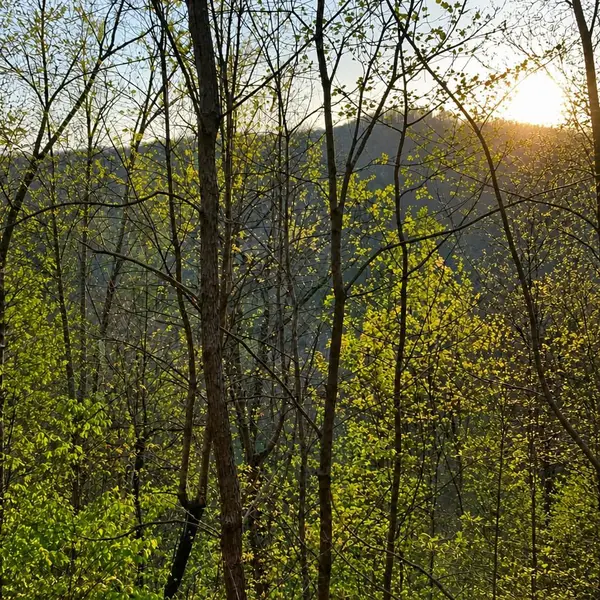 Lot 5 The Heights, Cherry Log, GA 30522