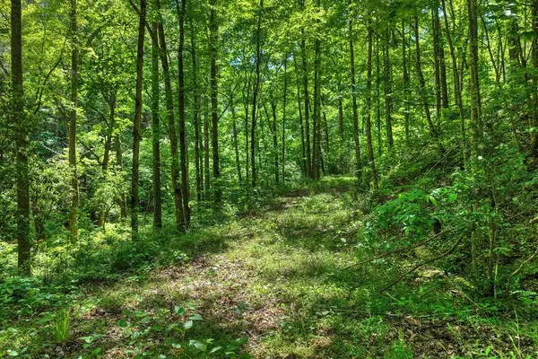 Lot 106 Mountain Creek Hollow Drive, Talking Rock, GA 30175