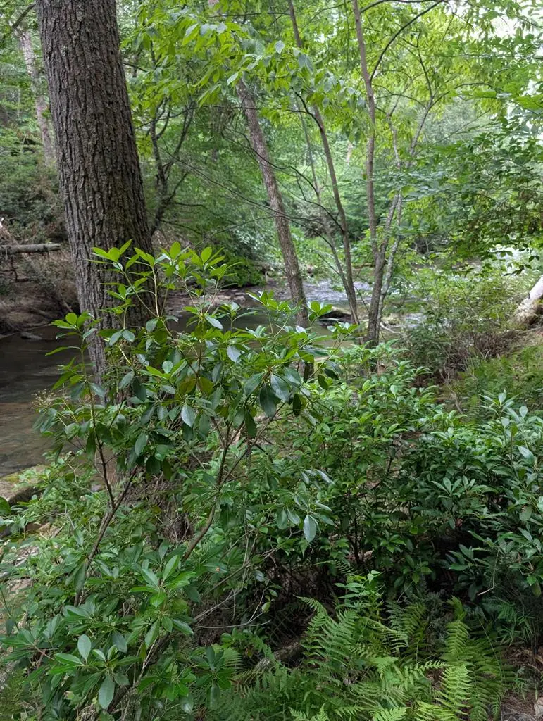 Lot 32 Byers Road, Blairsville, GA 30512 - #1