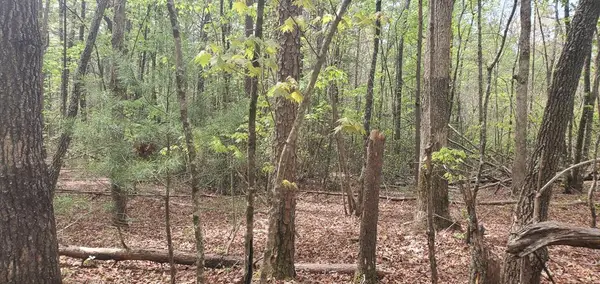 36 & 38 Squirrel Hunting, Ellijay, GA 30536