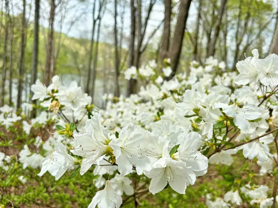 Lot 5 Walnut Drive, Blairsville, GA 30512 - #2