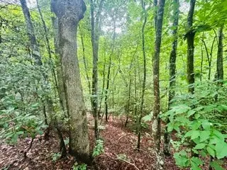 Lot 106 Pine Terrace Circle, Blue Ridge, GA 30513 - #3